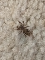 Platycryptus undatus