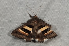 Grammodes cooma