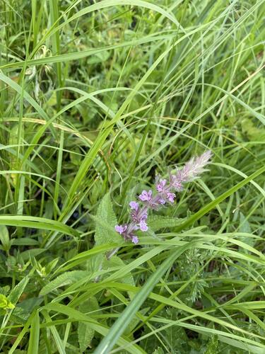 prairie woundwort