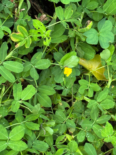 Arachis pintoi observed 2026-07-01
