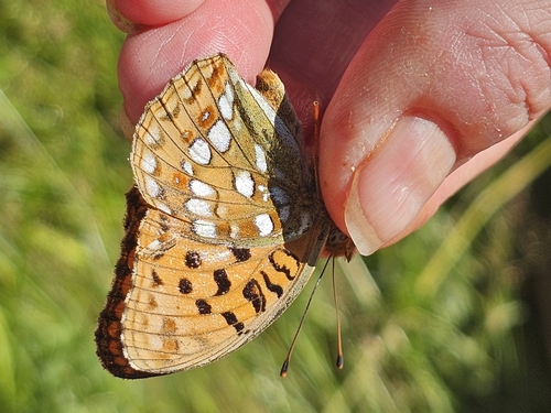 High Brown Fritillary