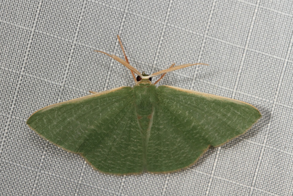 Prasinocyma flavicosta