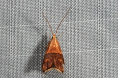 Crocanthes zonodesma