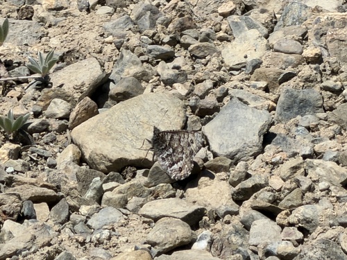 iNaturalist observation photo of Chryxus Arctic