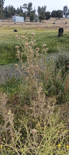 Bull Thistle