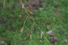 Trichocentrum lacerum image