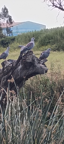 Speckled Pigeon
