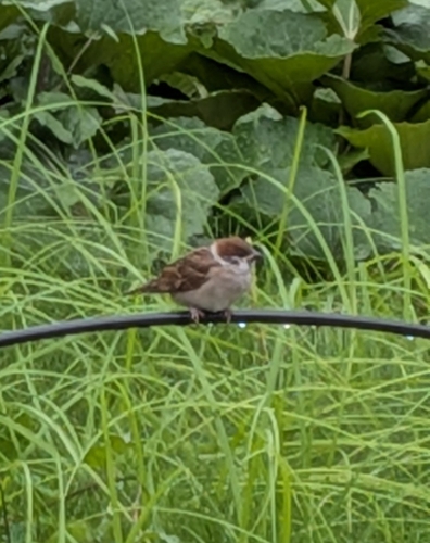 Eurasian Tree Sparrow
