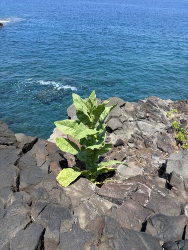 Nicotiana tabacum observed 2026-07-01