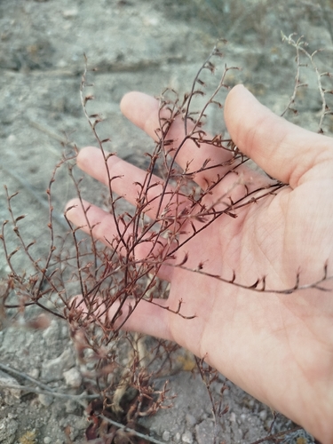 Limonium echioides