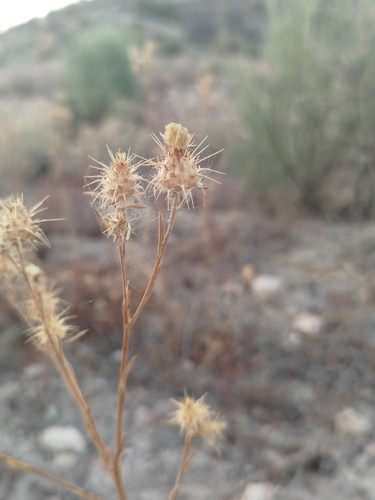 Maltese star-thistle