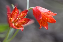 Fritillaria recurva