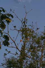 Pseudobombax septenatum image