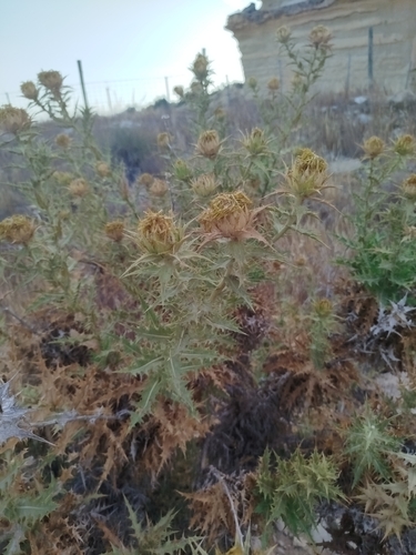 Carthamus arborescens