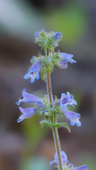 Penstemon attenuatus, photograph (c) Daughter Dad, some rights reserved (CC BY)