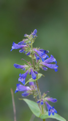 Penstemon attenuatus, photograph (c) Daughter Dad, some rights reserved (CC BY)