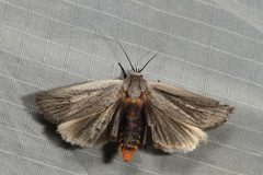 Maroga setiotricha