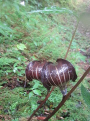 Arisaema polyphyllum