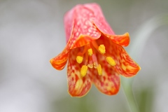 Fritillaria recurva