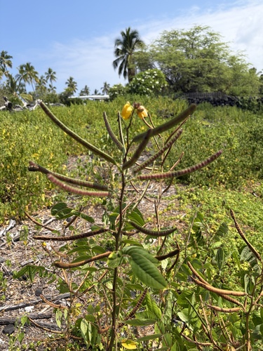Senna occidentalis observed 2026-07-01