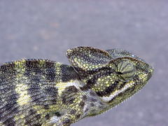 Chamaeleo zeylanicus