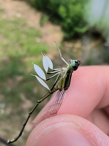 Platycnemis phyllopoda