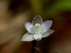 Thelymitra purpureofusca