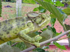 Chamaeleo zeylanicus