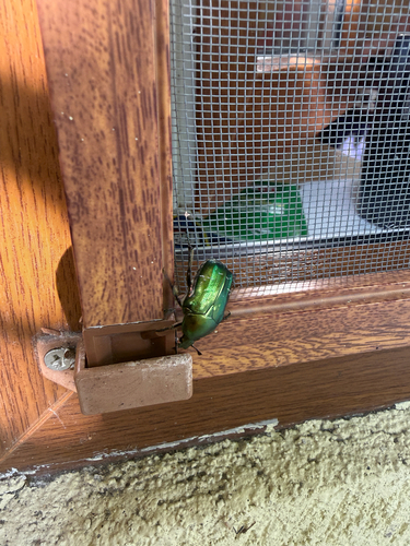 European Rose Chafer