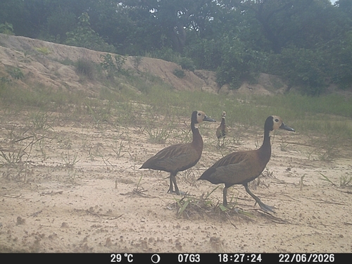 White-faced Whistling-Duck