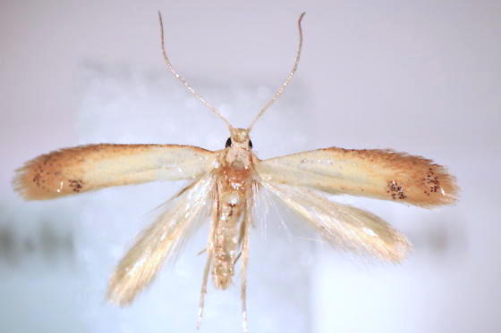 Coptotriche badiiella