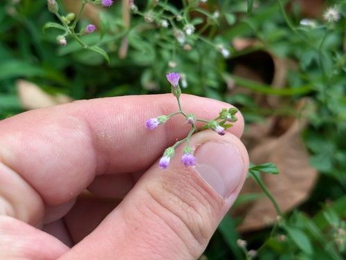 Cyanthillium cinereum observed 2026-07-01