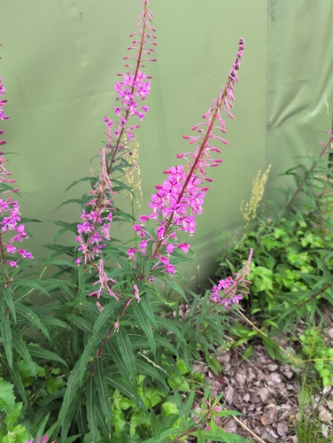 fireweed
