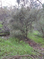 Hakea carinata