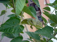 Chamaeleo zeylanicus