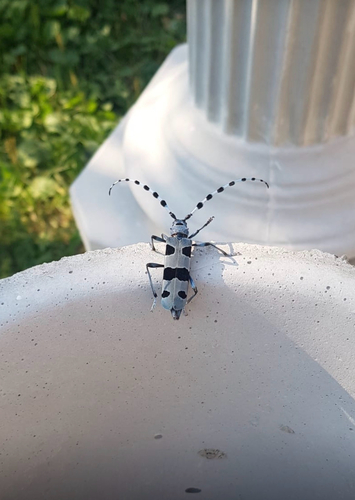 Alpine longhorn Rosalia