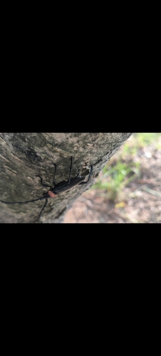 Red necked longhorn beetle