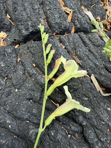 Asystasia gangetica observed 2026-07-01
