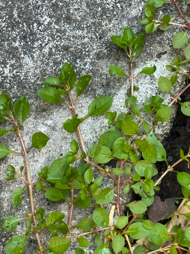 Ludwigia palustris observed 2026-07-01