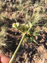 Cymopterus glomeratus