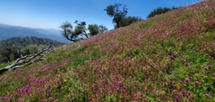 Castilleja exserta exserta