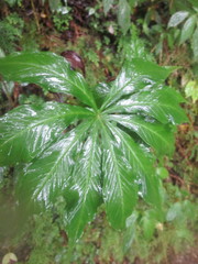 Arisaema polyphyllum