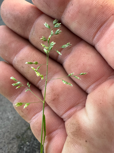 Poa annua observed 2026-07-01