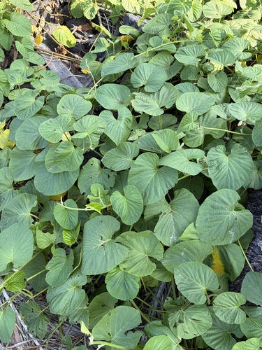 Stictocardia tiliifolia observed 2026-07-01