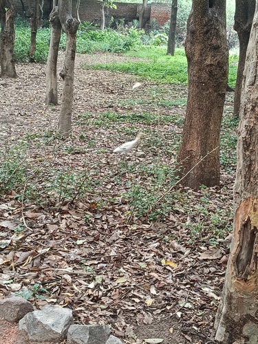 Eastern Cattle-Egret