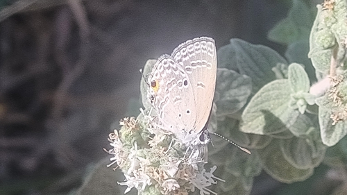 Plains Cupid