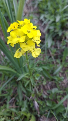 Erysimum duriaei pyrenaicum