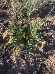Cymopterus glomeratus