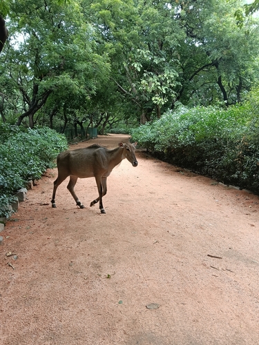 Nilgai