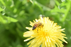 Apis mellifera